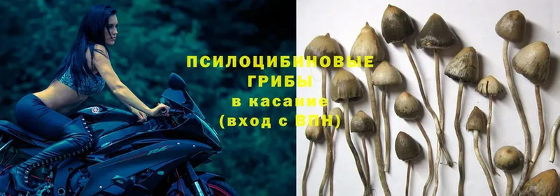 где продают наркотики  Кашин  Галлюциногенные грибы MAGIC MUSHROOMS 